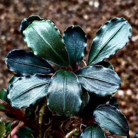 Bucephalandra Sp. Batang Kawa