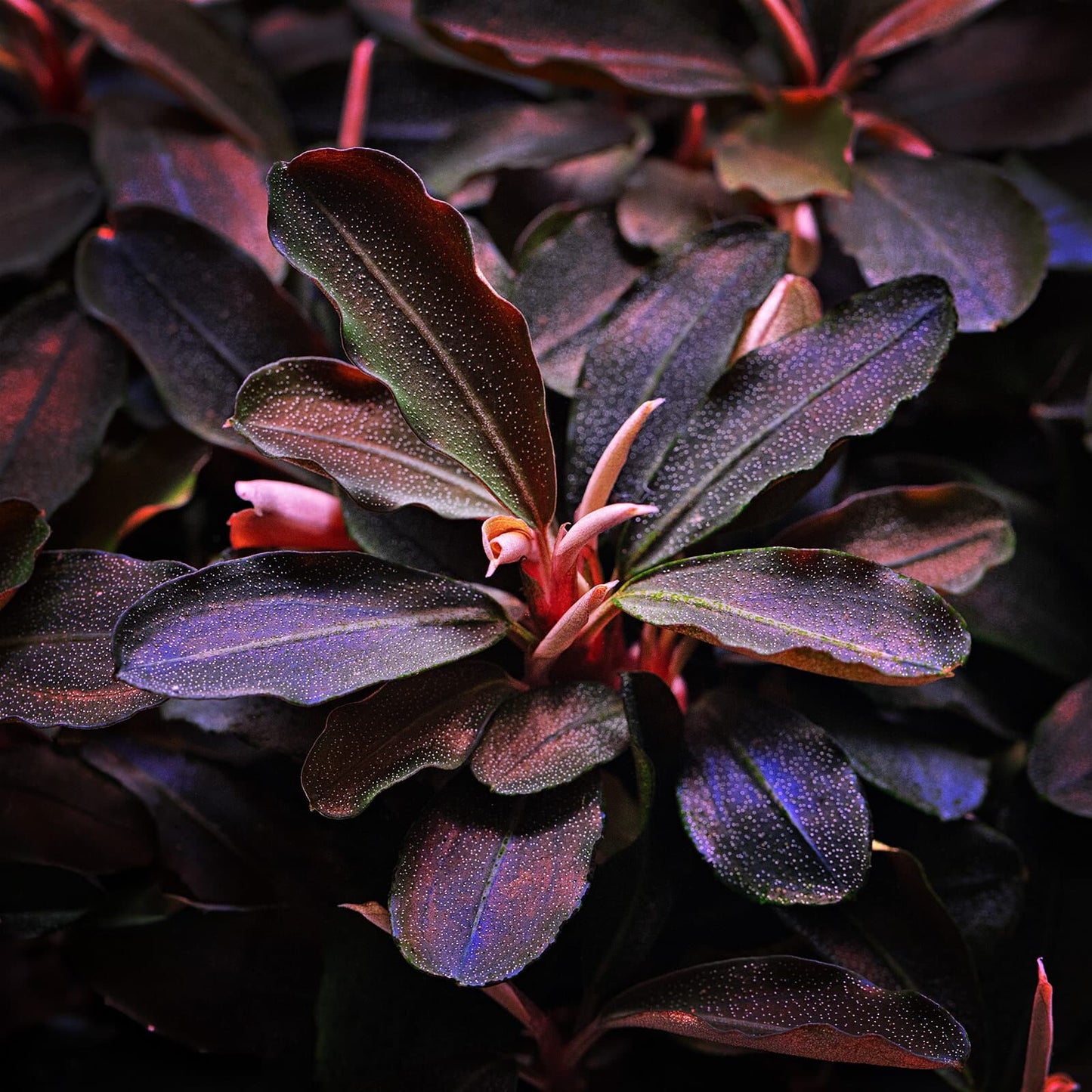 Bucephalandra Theia