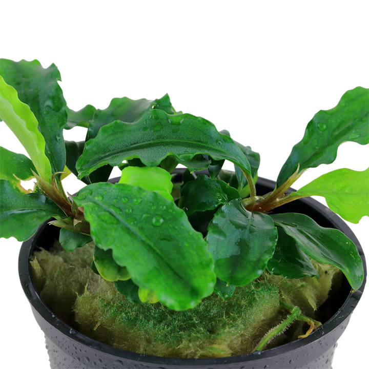 Bucephalandra pygmaea Bukit Kelam