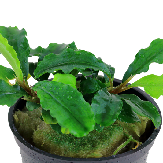 Bucephalandra pygmaea Bukit Kelam