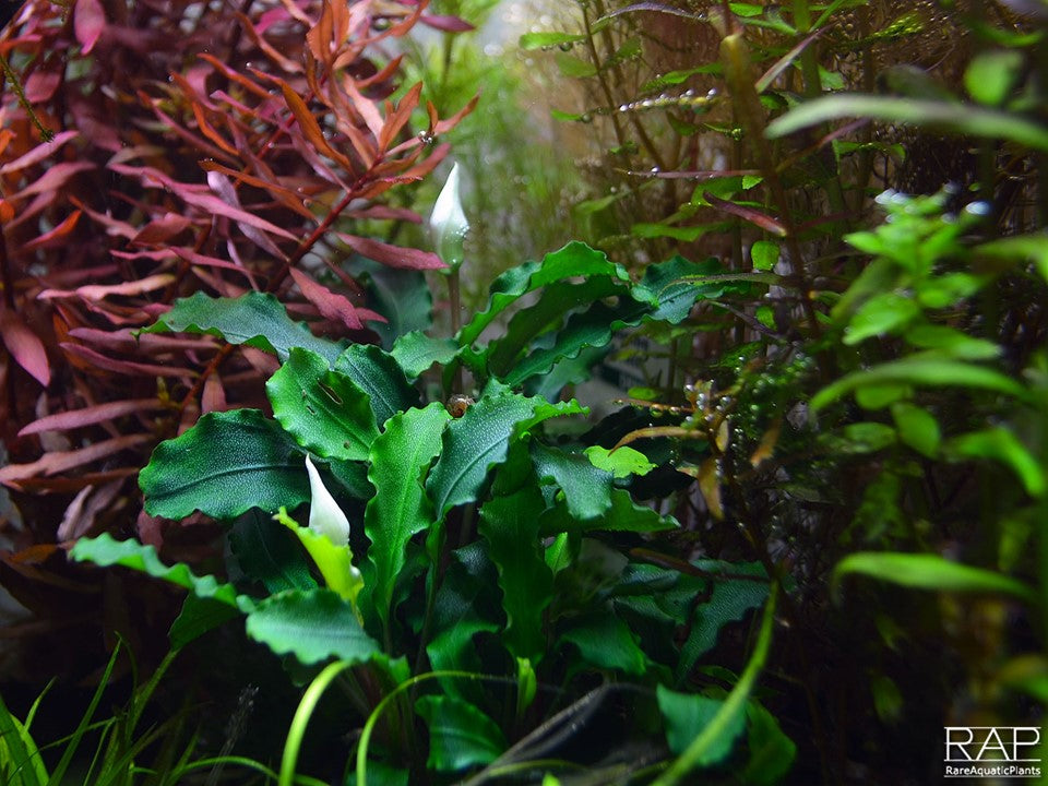 Bucephalandra pygmaea Bukit Kelam
