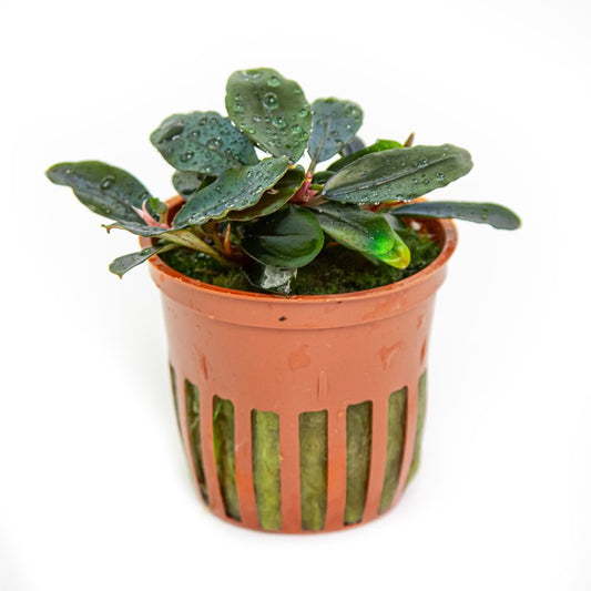Bucephalandra sordidula Blue