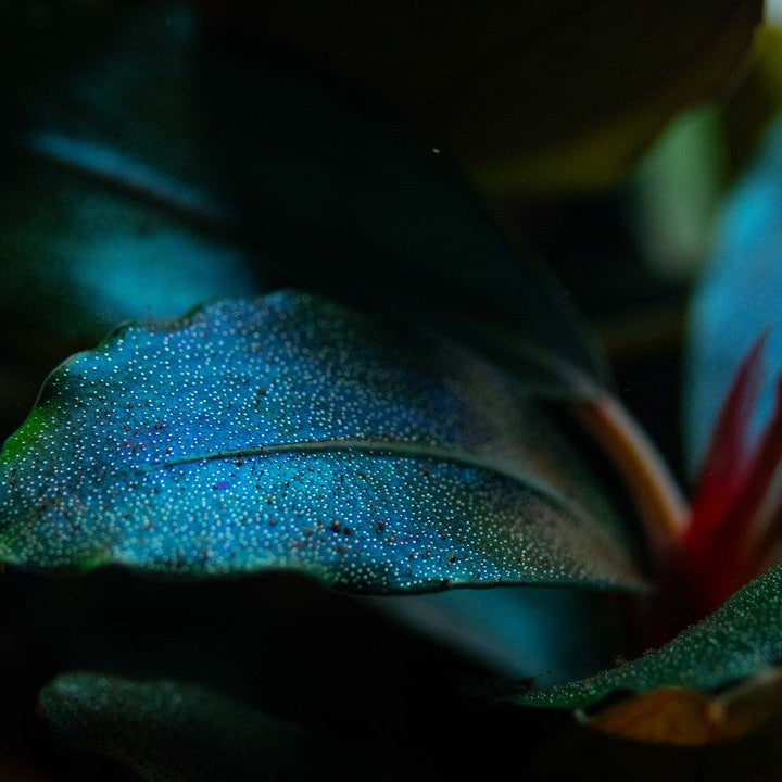 Bucephalandra sordidula Blue