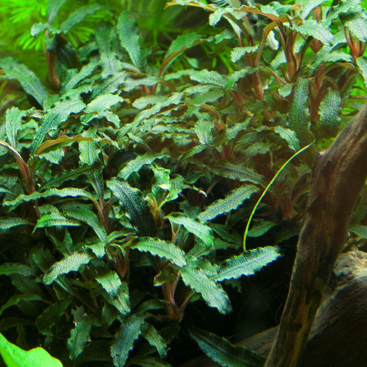 Bucephalandra sp. 'Red'