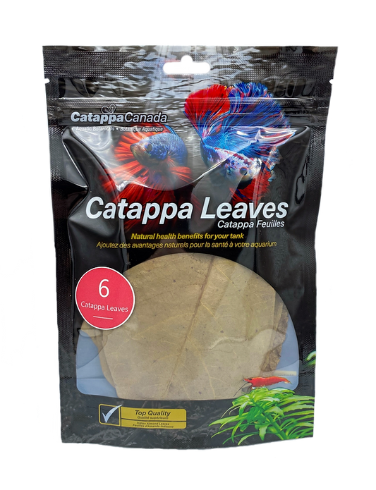 6 medium Catappa Leaves