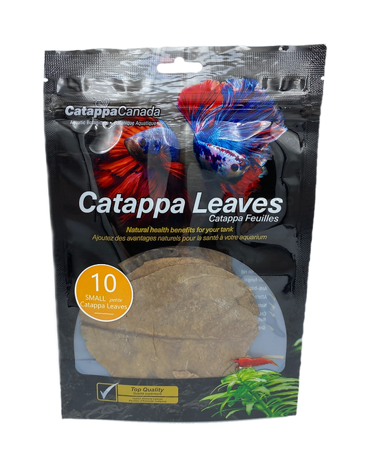 10 small Catappa Leaves