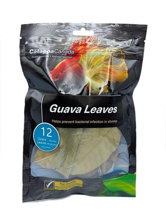 GUAVA LEAVES 12pk