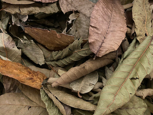 FEUILLES DE GOYAVE, paquet de 12 