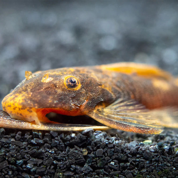 Bristlenose Calico Shortfin (Ancistrus .sp)