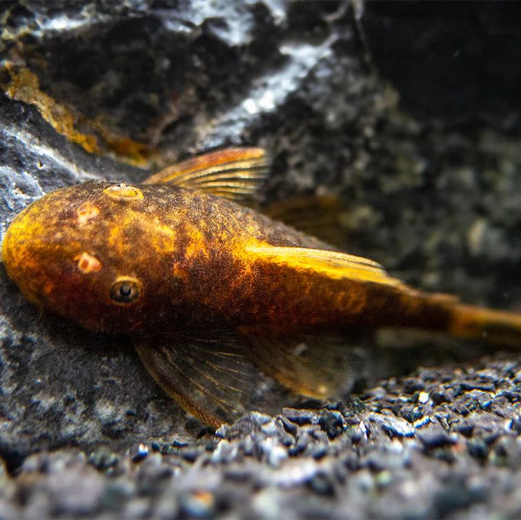 Bristlenose Calico Shortfin (Ancistrus .sp)