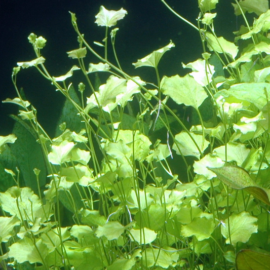 Cardamine lyrata