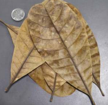 Feuilles de Cajou