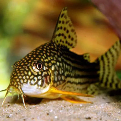 Sterbai CoryDoras