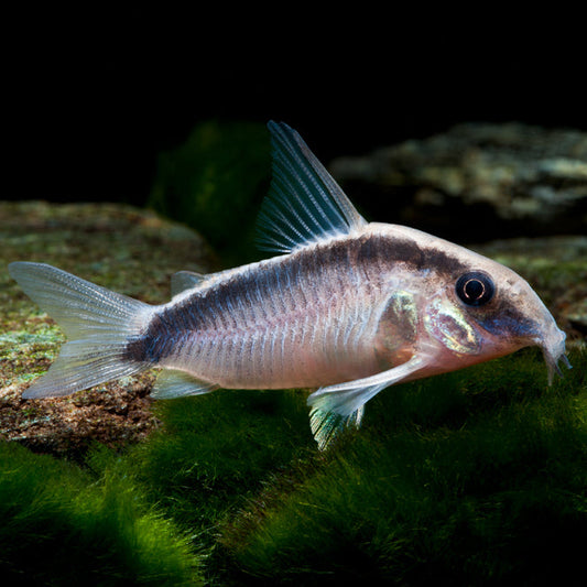 Corydoras Skunk