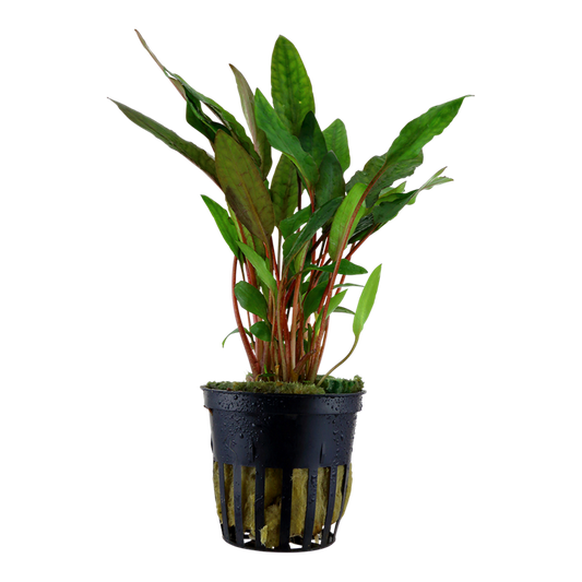 Cryptocoryne Petchii