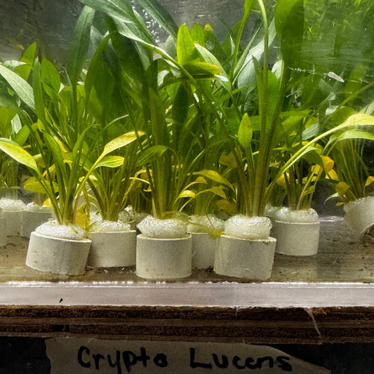 Cryptocoryne lucens