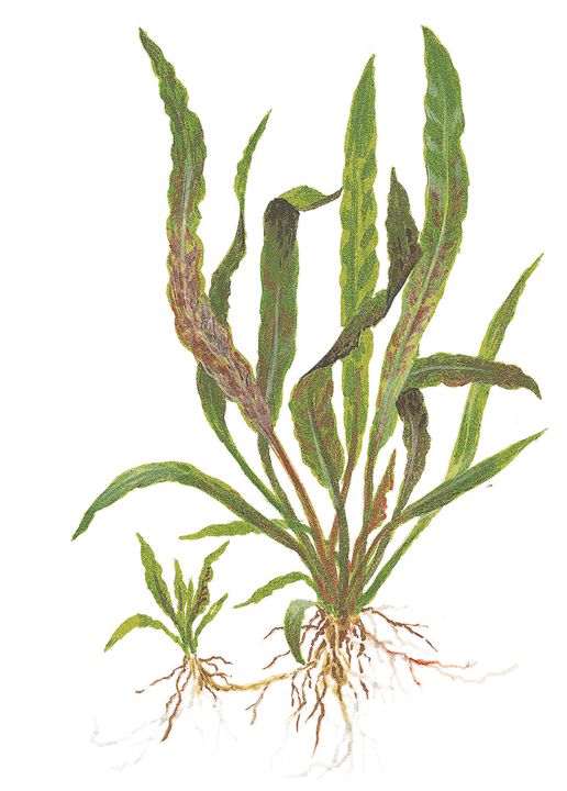 Cryptocoryne albida Brown