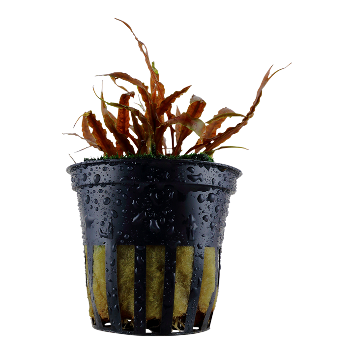 Cryptocoryne albida Brown