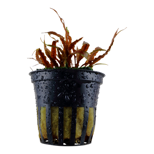 Cryptocoryne albida Brown