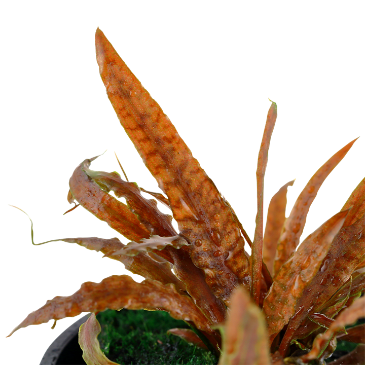 Cryptocoryne albida Brown