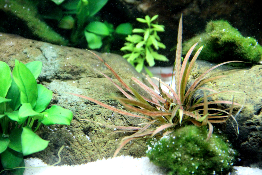 Cryptocoryne albida Brown