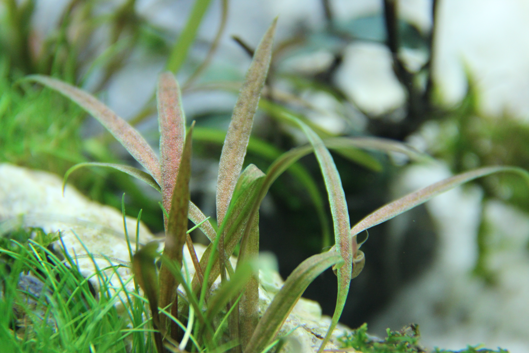 Cryptocoryne albida Brown