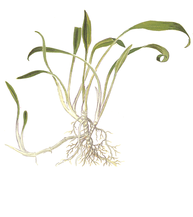 Tropica 1-2-Grow Cryptocoryne parva
