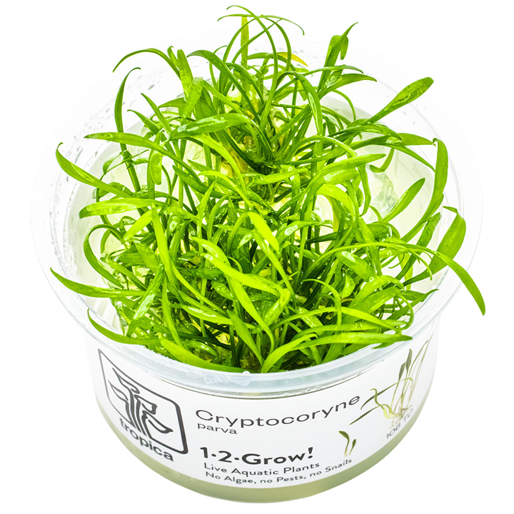 Tropica 1-2-Grow Cryptocoryne parva