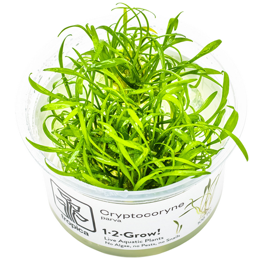 Tropica 1-2-Grow Cryptocoryne parva