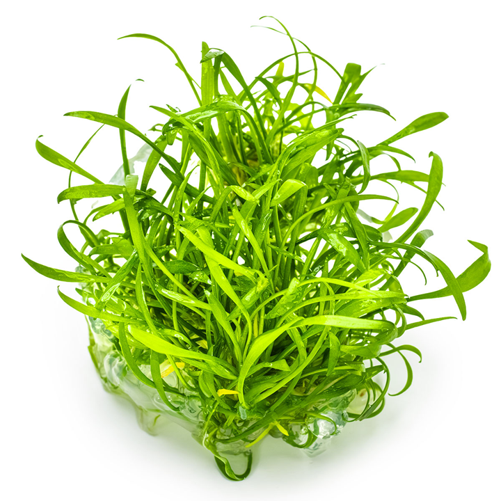 Tropica 1-2-Grow Cryptocoryne parva