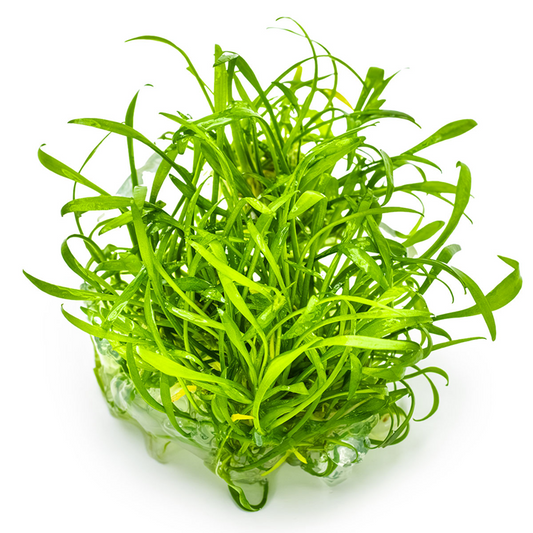 Tropica 1-2-Grow Cryptocoryne parva