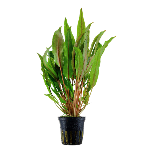Cryptocoryne Undulata Broad Leaves
