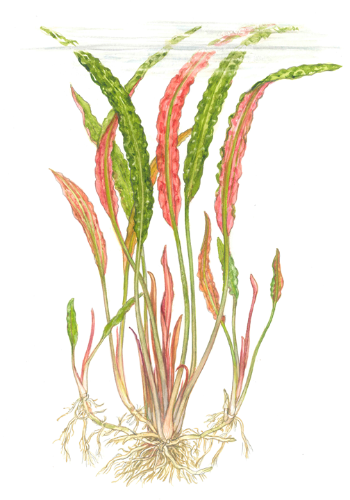 Cryptocoryne usteriana