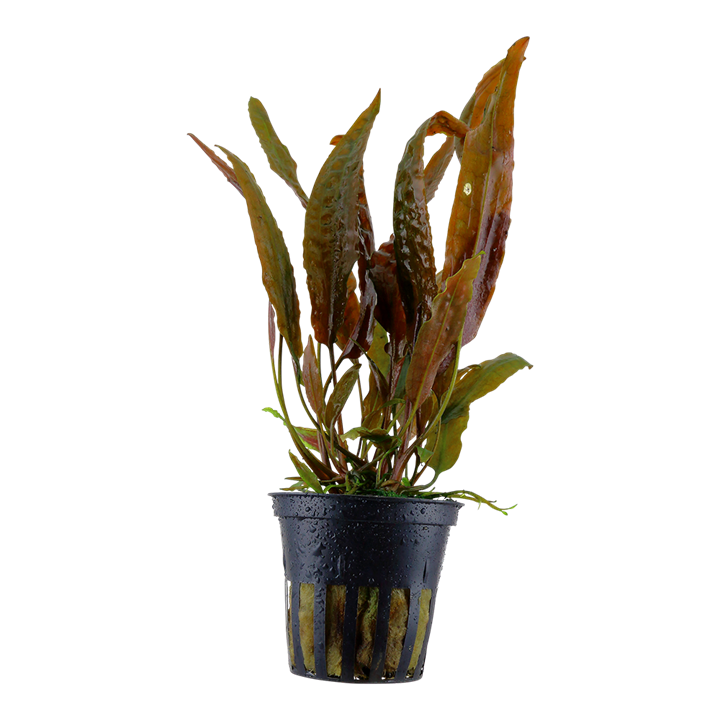 Cryptocoryne usteriana