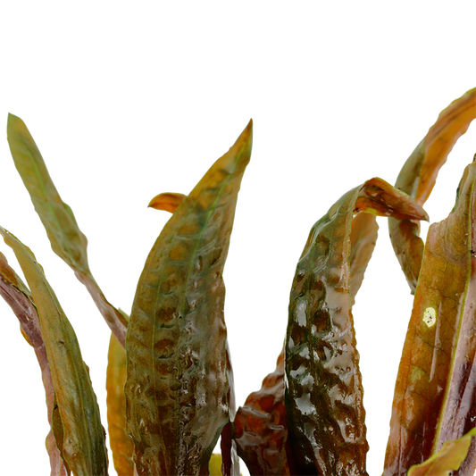 Cryptocoryne usteriana