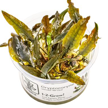 Tropica 1-2-Grow Cryptocoryne wendtii 'Mi Oya'