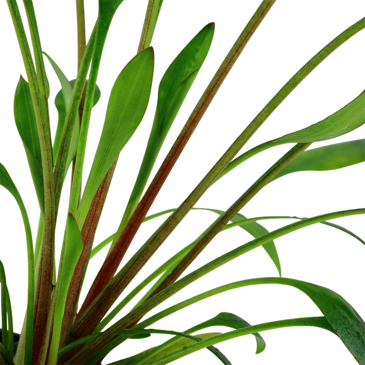 Cryptocoryne x willisii