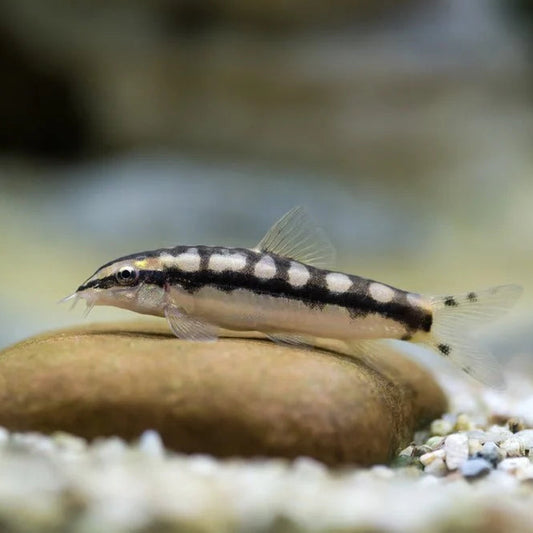 Chipmunk Loach