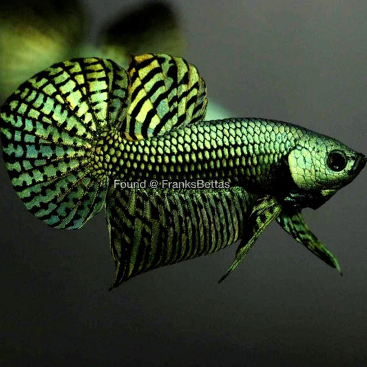 Alien Betta Green - pair