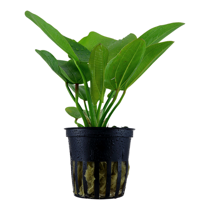 Echinodorus "Aquartica"