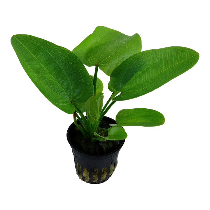 Echinodorus "Aquartica"