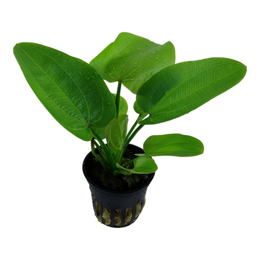 Echinodorus "Aquartica"