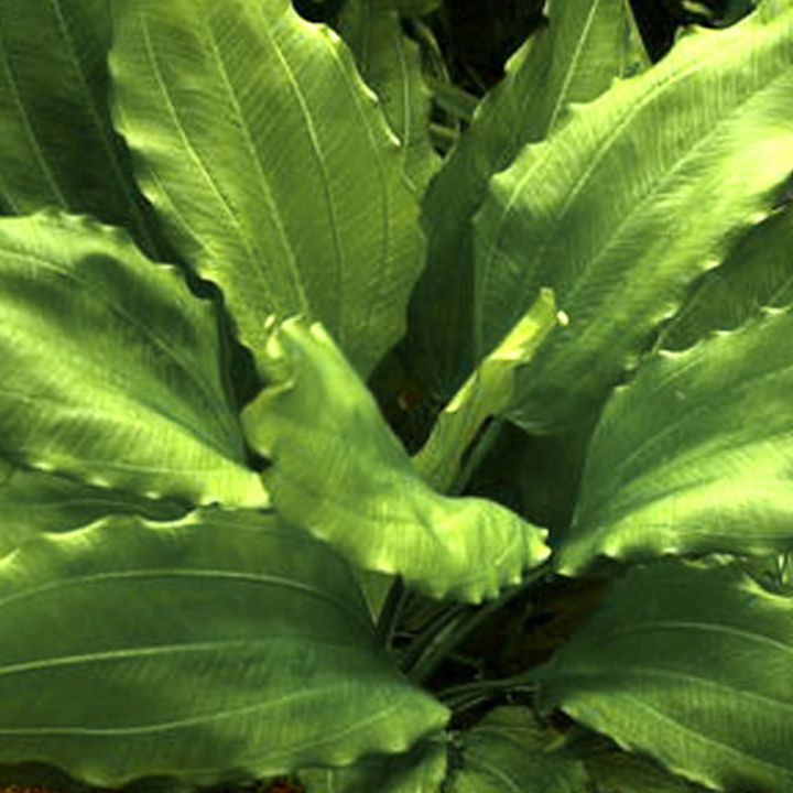 Echinodorus "Aquartica"