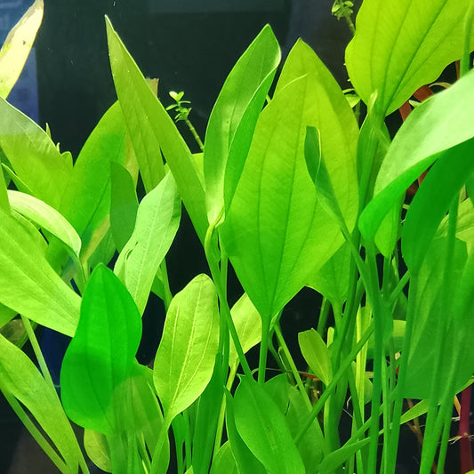 Plantes tropicales assorties