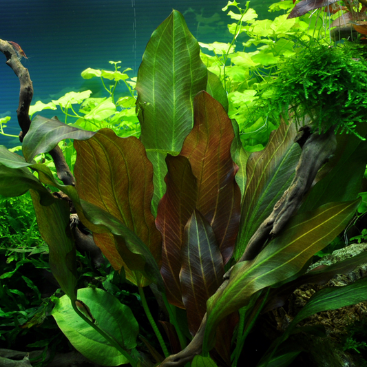 Echinodorus 'Reni'