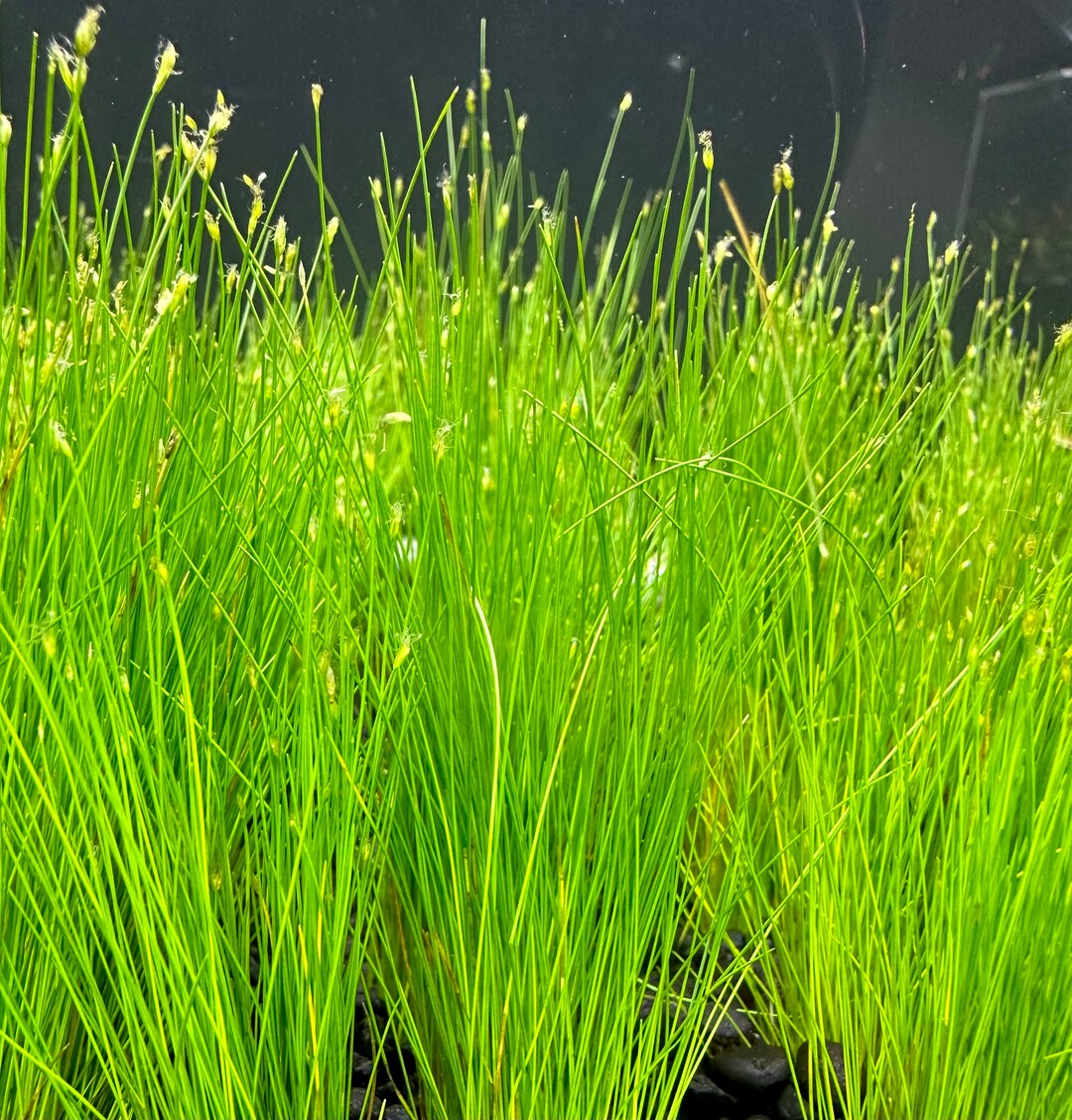 Eleocharis parvulus (potted)