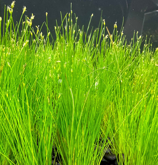 Eleocharis parvulus (potted)