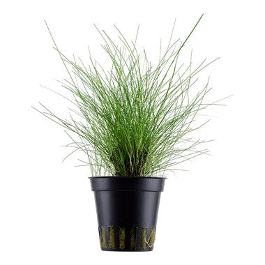 Eleocharis parvulus (potted)