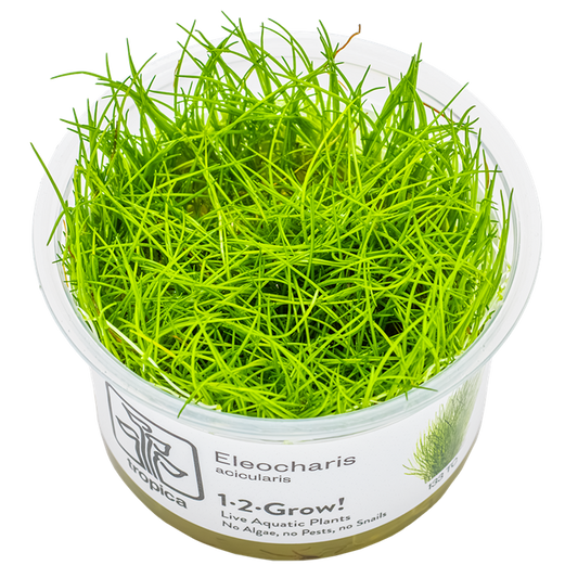 Tropica 1-2-Grow Eleocharis acicularis
