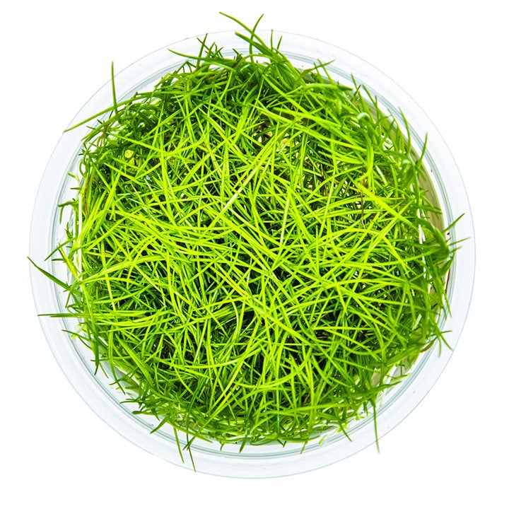Tropica 1-2-Grow Eleocharis acicularis